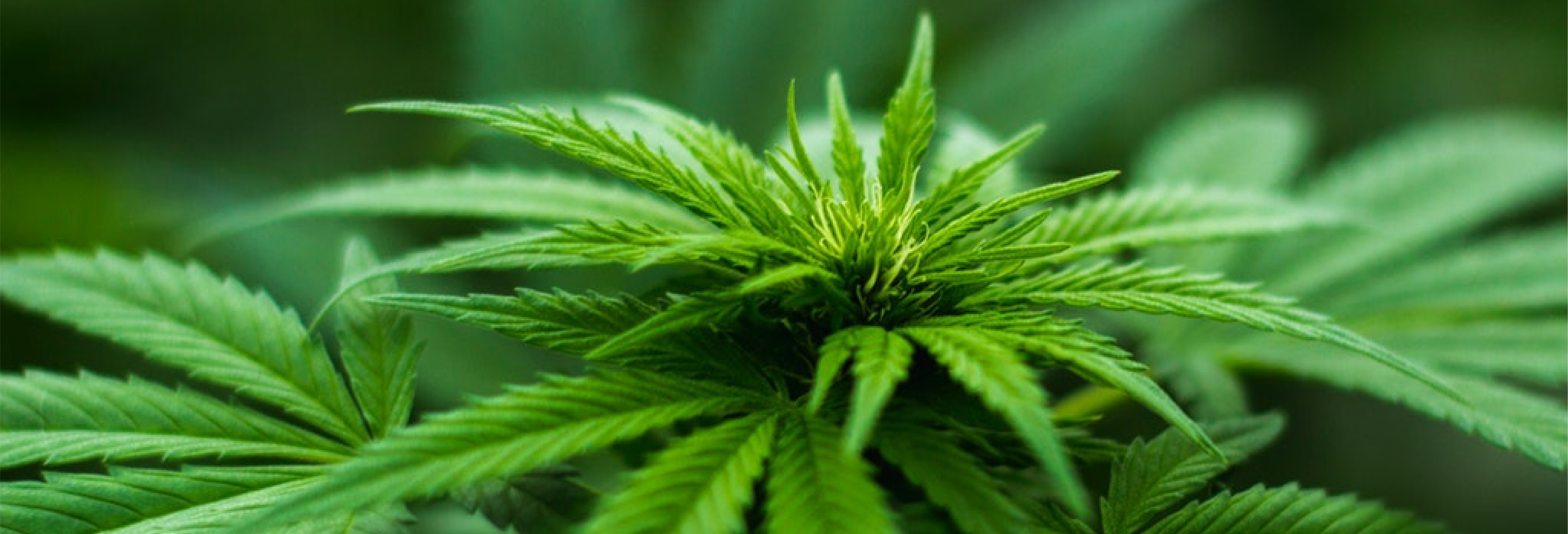 Hemp for the future