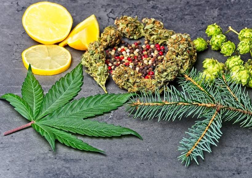 Terpenes and CBD